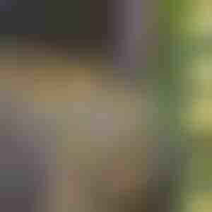 Päikesepaneelidega kunstlike lehtedega valgusti (5 m) | LEAFGLO