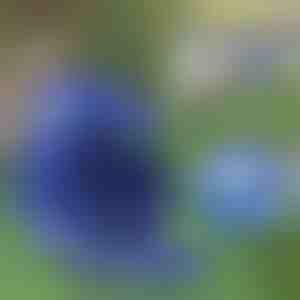 Reguleeritav valgustpeegeldav lemmikloomade rakmed ja rihm | LEASHNGO