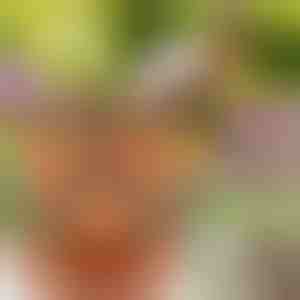 Reguleeritava kõrgusega lillepotid (3x tükki) | PLANTUP