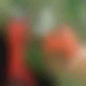 Elektrilised käärid | WHIZZPRUNER