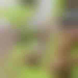 Segadustevaba lõikelaud koos eemaldatava konteineriga 2 in 1| CHOPPINATA