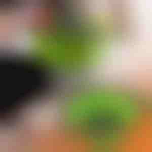 Silikoonist sõelad (2 tk) | FOLDRAIN