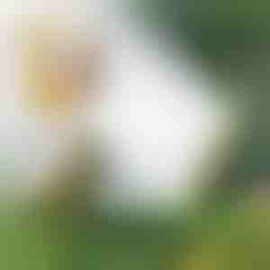 Mitmepealine voolikupihusti | SPRAYMASTER