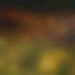 Päikeseenergial töötav valguskett 6 LED-pirniga | SOMPEX